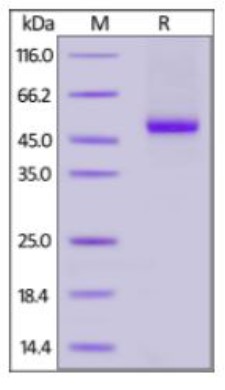 SDS PAGE (SERPINE2-187H).jpg